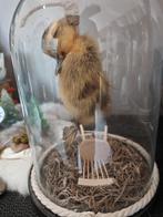 kuiken aan galg taximerdie, Verzamelen, Ophalen