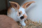 Tamme, aanhankelijke jonge konijnen te koop, geboren 5-1-26, Dieren en Toebehoren, Konijnen, Meerdere dieren, Middelgroot, 0 tot 2 jaar