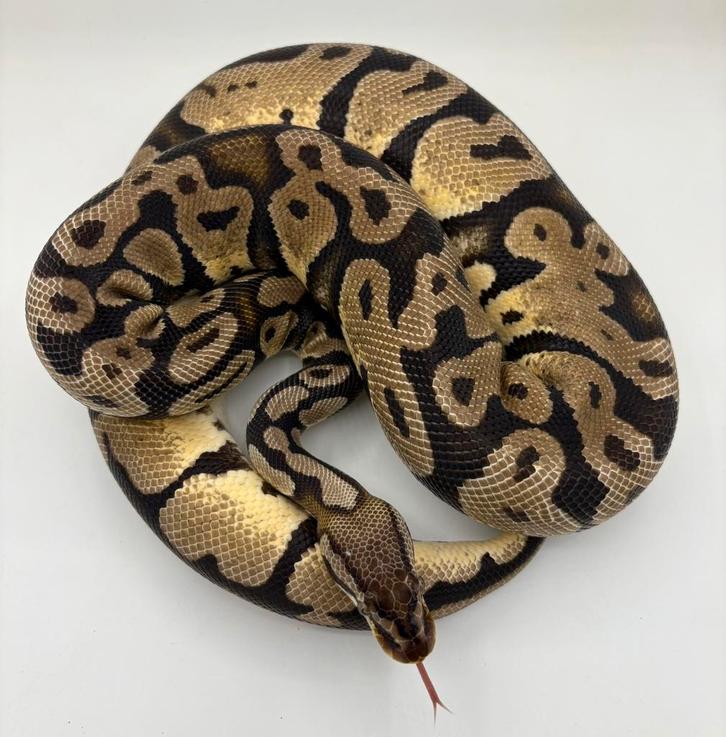 Orange dream het dg het cryptic man koningspython ballpyton Ball Python - male for sale from willems