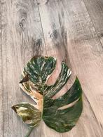 Monstera albo variegata, Huis en Inrichting, Kamerplanten, Overige soorten, Minder dan 100 cm, Groene kamerplant, Halfschaduw
