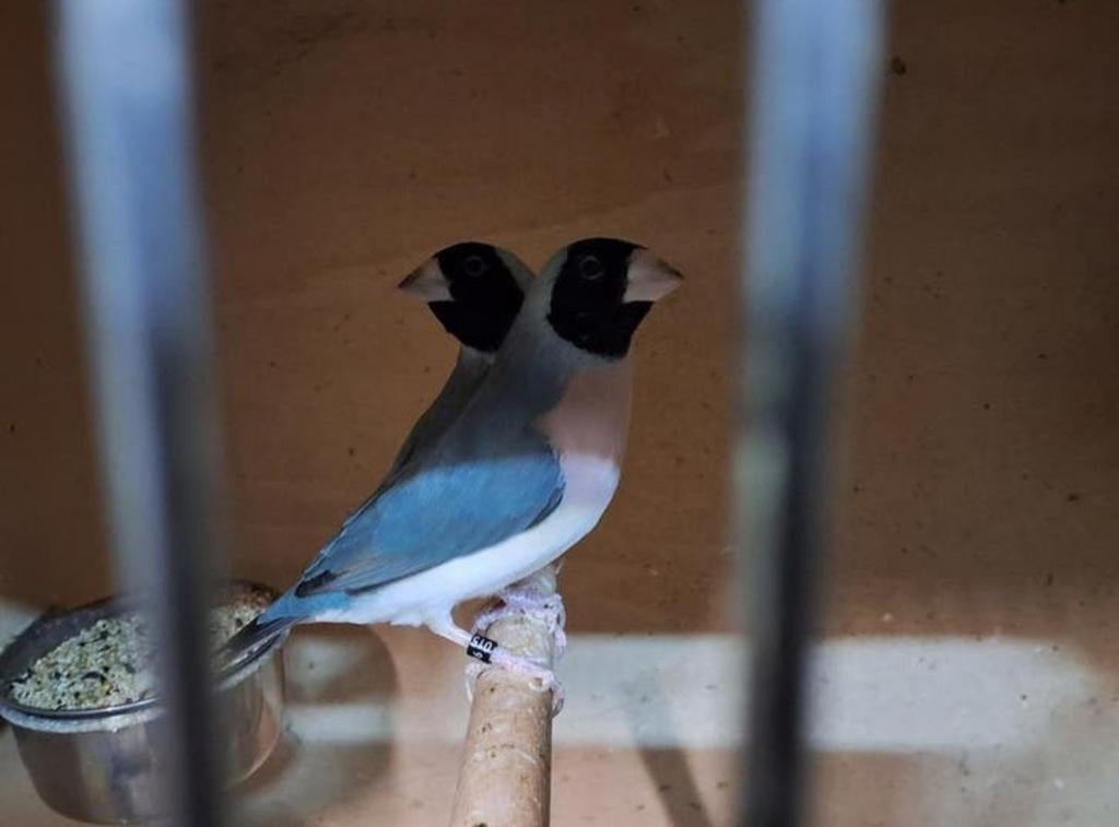 TT dieren koppel blauwe gouldamadine geringd natuurbroed, Dieren en Toebehoren, Vogels | Overige Vogels, Meerdere dieren, Geringd