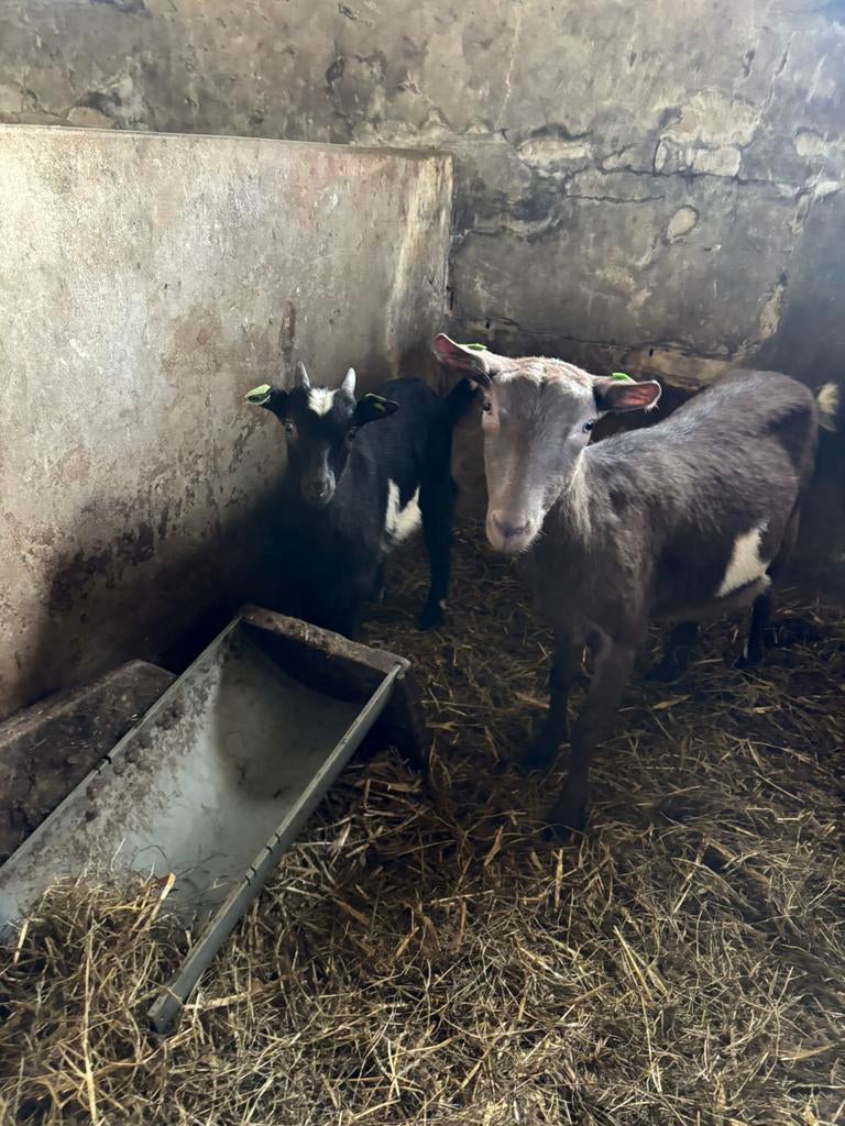 Geiten stelletje te koop, Vrouwelijk, Geit