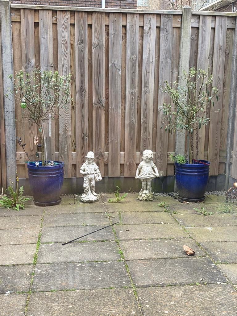 2 Olijf boomen inclusief planten pot tekoop, Tuin en Terras, Ophalen, Kunststof