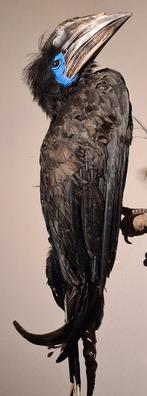 Opgezette blauwkeelneushoornvogel Neushoornvogel Taxidermie, Ophalen of Verzenden