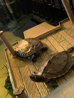 2 zaagrugschildpadjes te koop met aquarium, Ophalen, Gebruikt