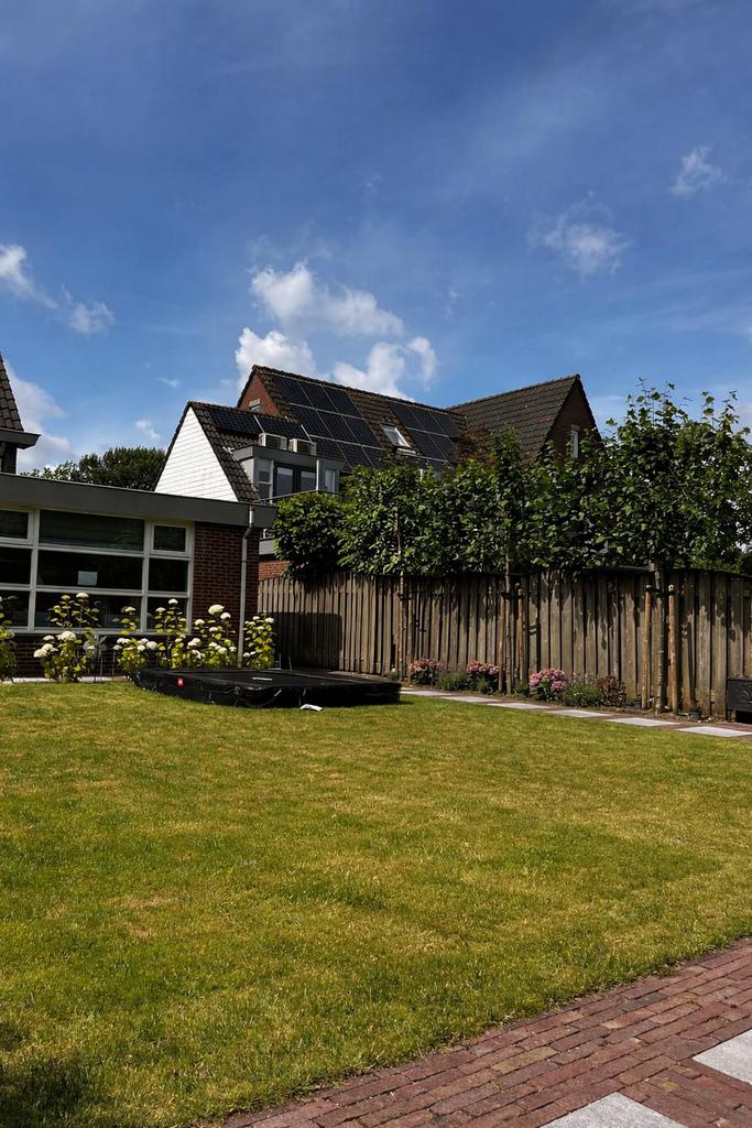 3 stuks Leilindes Tilia europea “Pallida”, Leiboom, 250 tot 400 cm, Zomer, Ophalen