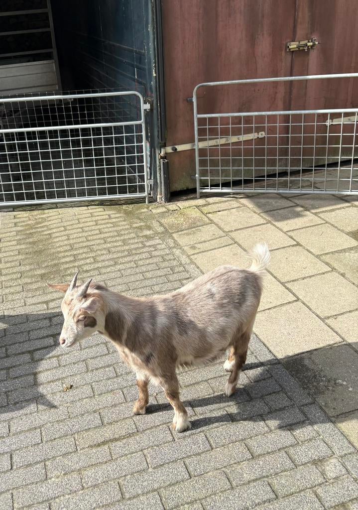 Prachtig dwerg geitje geit met maanvlekken maanvlek, Dieren en Toebehoren, Schapen, Geiten en Varkens, Vrouwelijk, Geit