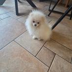 Pomeriaan | pomeranian |dwergkees pup teefje mini, Particulier, Keeshond, 15 weken tot 1 jaar, Buitenland