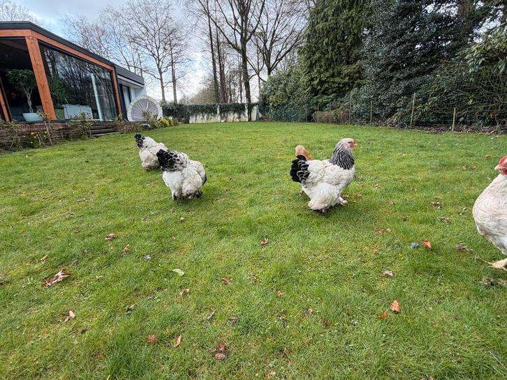Brahma, Dieren en Toebehoren, Pluimvee, Kip, Geslacht onbekend