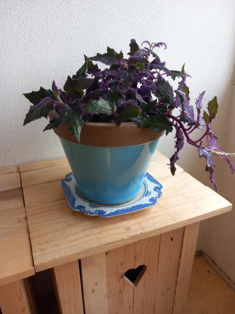 Prachtige paarse fluweelplant in blauw aardewerken pot., Ophalen