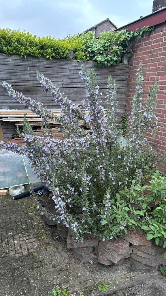 Grote rozemarijn struik met bloemen, Ophalen, Volle zon, Vaste plant, Kruiden