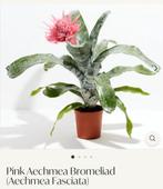 Kamerplant Aechmea Fasciata - Bromelia met roze bloem, Ophalen, Overige soorten, Halfschaduw, In pot