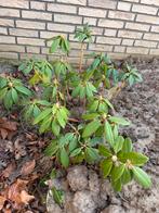 Rhododendron Azurro plant GRATIS, Vaste plant, Halfschaduw, Zomer, Ophalen