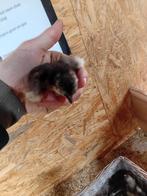 12 Orpington choco kriel kuikentjes van 1- 2 week, Dieren en Toebehoren, Pluimvee, Geslacht onbekend, Kip