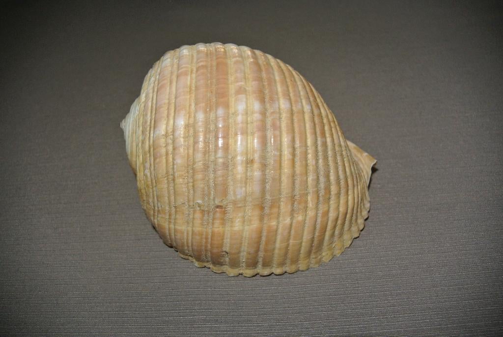 Zeeschelp Tonna Galea Zeeslak, Ophalen of Verzenden, Fossiel