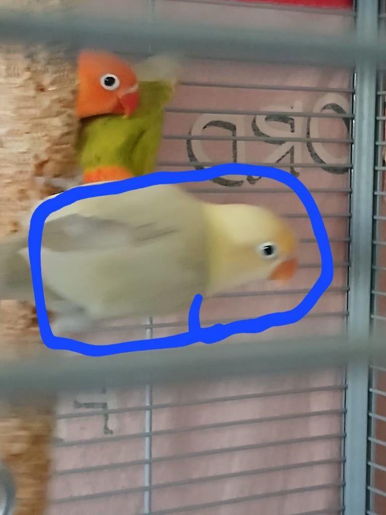 Agapornis, Dieren en Toebehoren, Vogels | Parkieten en Papegaaien, Geslacht onbekend, Dwergpapegaai of Agapornis