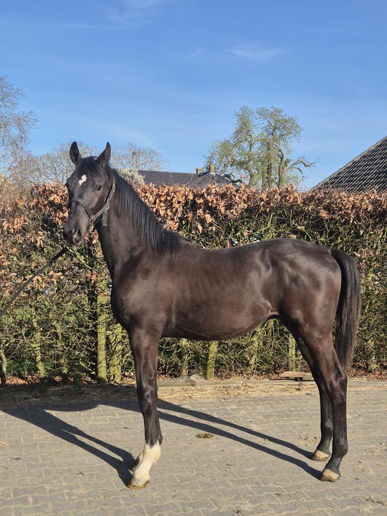 Knappe hengst jaarling, Hengst, Minder dan 160 cm, 0 tot 2 jaar