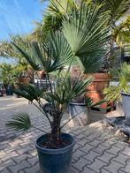 AANBIEDING trachycarpus wagnerianus palmboom, Volle zon, Vaste plant, Lente, Ophalen