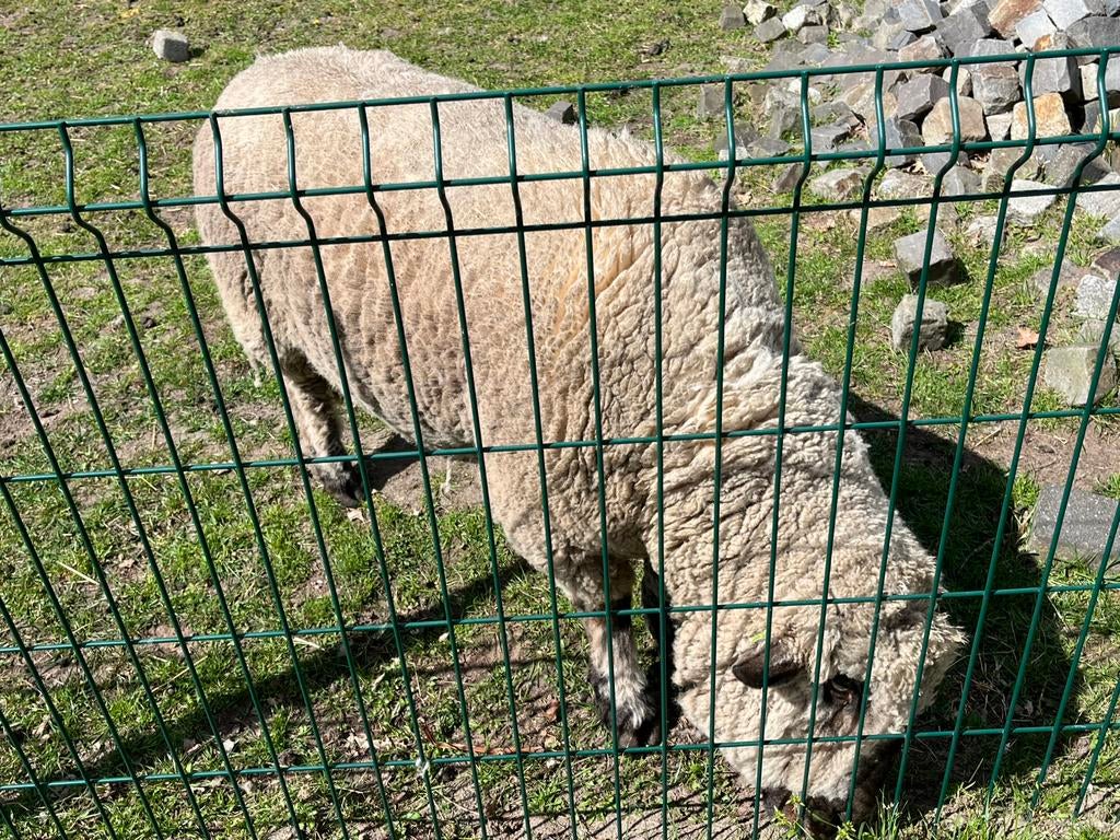 Hampshire down ram, Dieren en Toebehoren, Schapen, Geiten en Varkens, Mannelijk, Schaap