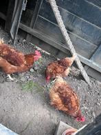 3 Leg kippen (gratis), Vrouwelijk, Kip