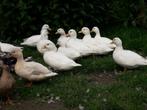 Witte kwakers kwakertjes, Meerdere dieren, Eend