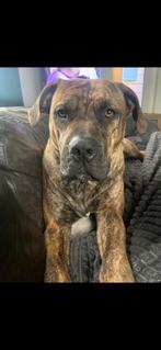 Met spoed. Gouden mandje gezocht voor onze boerboel, Dieren en Toebehoren, Honden | Niet-rashonden, Teef, Groot, Eén hond, 3 tot 5 jaar