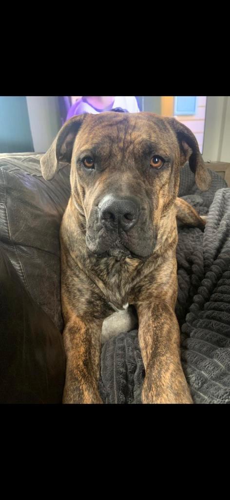 Met spoed. Gouden mandje gezocht voor onze boerboel, Dieren en Toebehoren, Honden | Niet-rashonden, Groot, Teef, Particulier, Eén hond