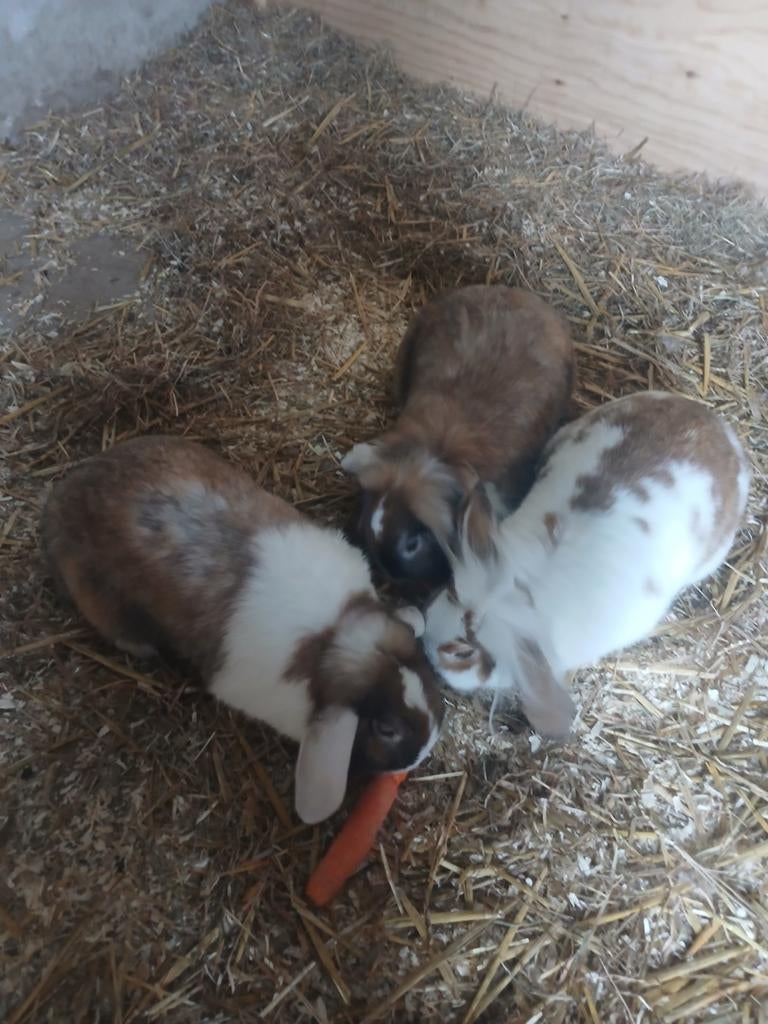 Konijnen, Dieren en Toebehoren, Vrouwelijk, Overige soorten