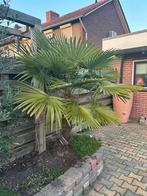 Winterharde Wagner Palmboom - Trachycarpus wagnerianus, Tuin en Terras, Volle zon, Vaste plant, Bloeit niet, Ophalen