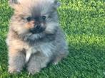 TE KOOP MOOIE LEUK POMERIAAN PUPS, Parvo, Nederland, Keeshond, 8 tot 15 weken