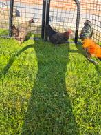 Trio kippen te koop, Meerdere dieren, Kip