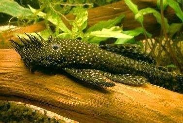 5 tropische vissen te koop., Dieren en Toebehoren, Vissen | Aquariumvissen, Vis