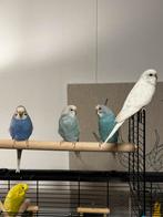 Birds/parrots, Dieren en Toebehoren, Vogels | Parkieten en Papegaaien, Meerdere dieren, Parkiet, Geringd