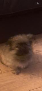 Mooie pups, kruising pomeriaan boomer, Dieren en Toebehoren, 8 tot 15 weken, Parvo, Meerdere, Meerdere dieren