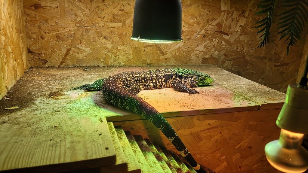 Argentijnse teju, Dieren en Toebehoren, Ophalen, Overige typen