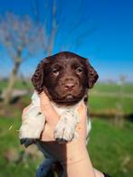 Prachtige Friese Stabij pups, Parvo, Overige rassen, 8 tot 15 weken, Meerdere