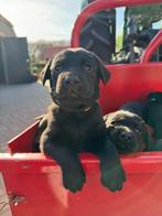 Labrador puppy's met stamboom -zwart- zoeken liefdevol thuis, 8 tot 15 weken, Labrador retriever, Parvo, Meerdere