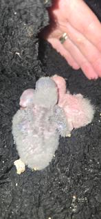 Gereseveerd Baby agapornis, Dieren en Toebehoren, Vogels | Parkieten en Papegaaien, Geslacht onbekend, Dwergpapegaai of Agapornis