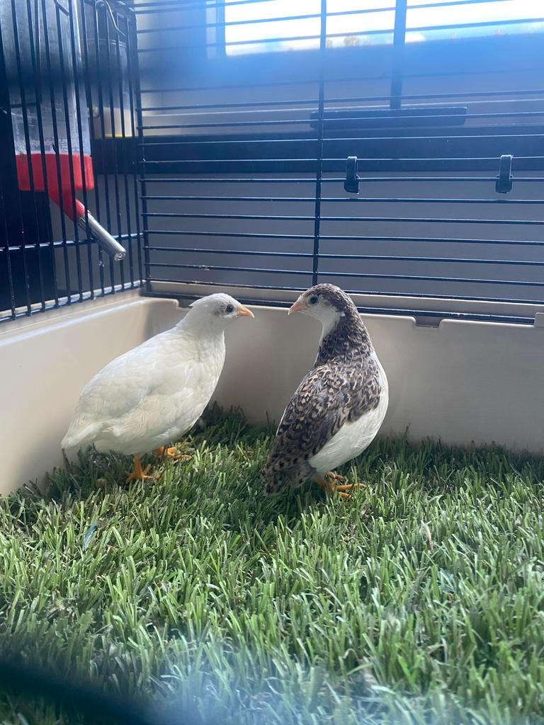 Koppeltjes chinese dwergkwartels natuurbroed onverwant, Meerdere dieren