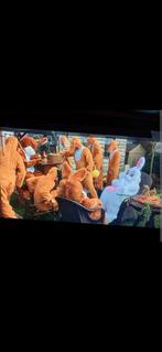 Paashaas kostuum, Ophalen of Verzenden