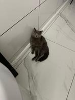 Britse korthaar Kitten, 0 tot 2 jaar