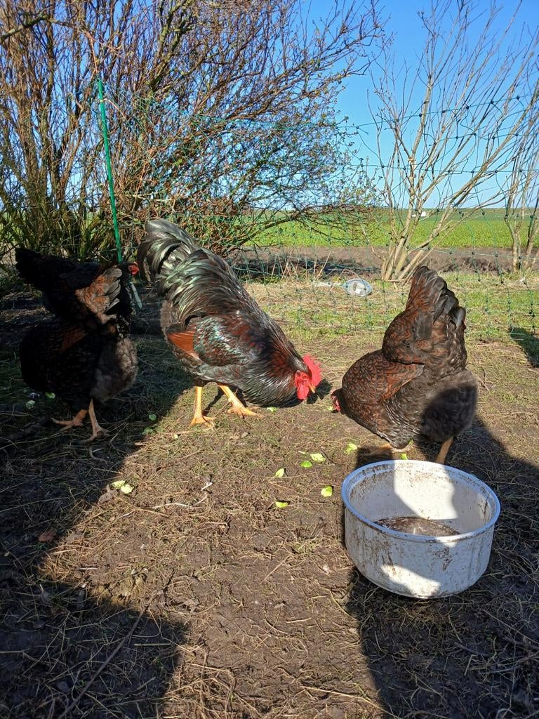 Barnevelder haan, Dieren en Toebehoren, Pluimvee, Mannelijk, Kip