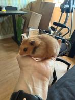 Tamme jonge goudhamster vrouw, Februari, Vrouwelijk, Hamster