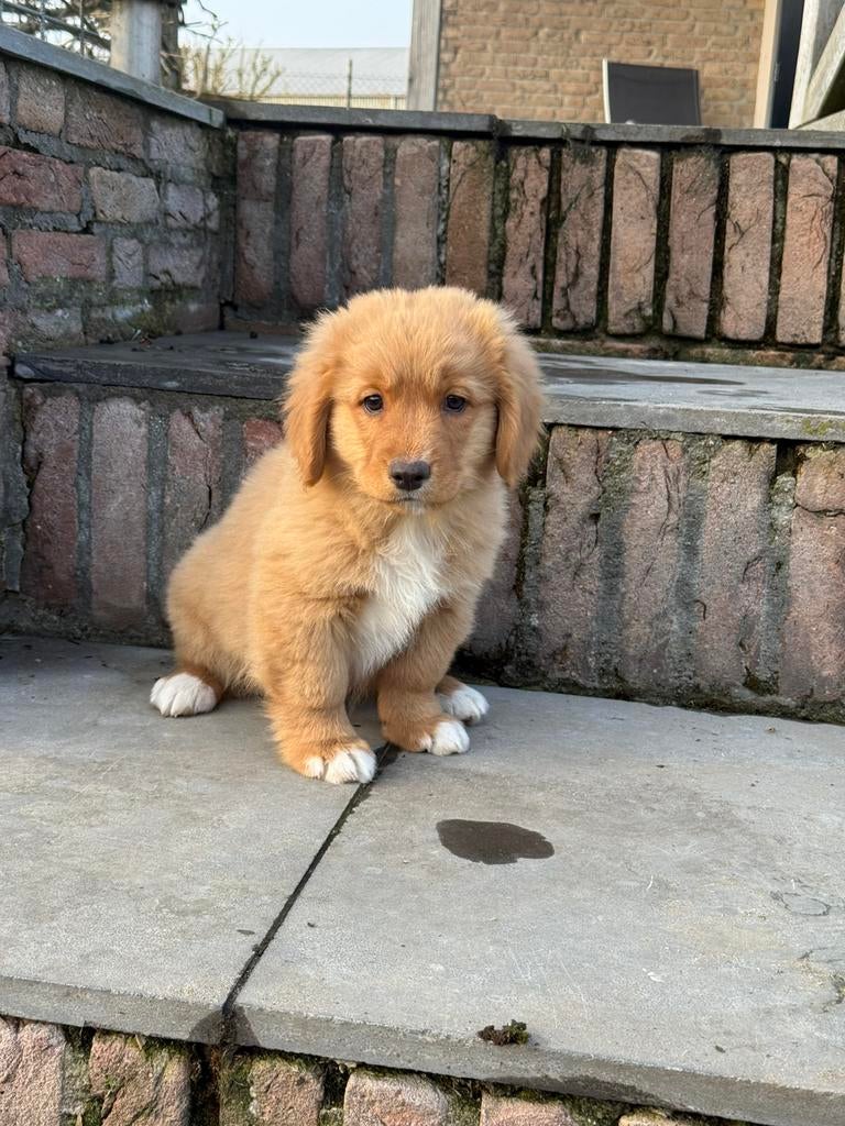 Nova scotia duck tolling retriever, Dieren en Toebehoren, Honden | Retrievers, Spaniëls en Waterhonden, Nederland, Parvo, 8 tot 15 weken