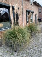 2x Grote Pampasgras – volwassen blikvangers, Ophalen, Volle zon, Vaste plant, Siergrassen
