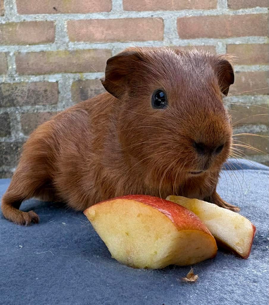 Cavia’s, Februari, Mannelijk, Cavia