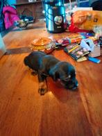 Puppies te reserveren, Dieren en Toebehoren, Honden | Herdershonden en Veedrijvers, 8 tot 15 weken, Meerdere, Meerdere dieren