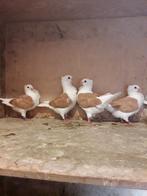 Oud hollandse meeuwen., Meerdere dieren