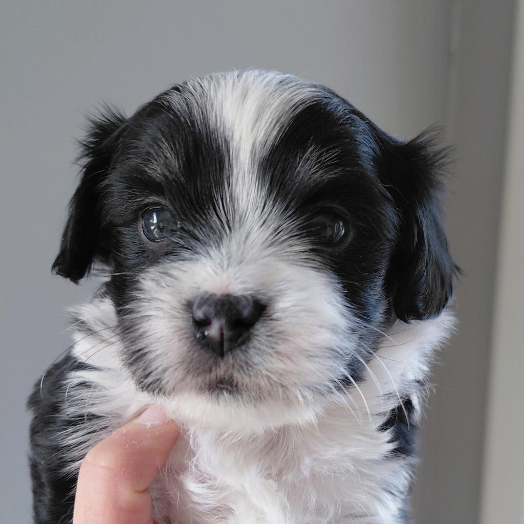 boomer pups, Dieren en Toebehoren, Parvo, Overige rassen, 8 tot 15 weken, Meerdere