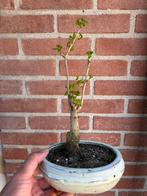 Bonsai Gingko Biloba, Bloeit niet, Halfschaduw, Minder dan 100 cm, Overige soorten